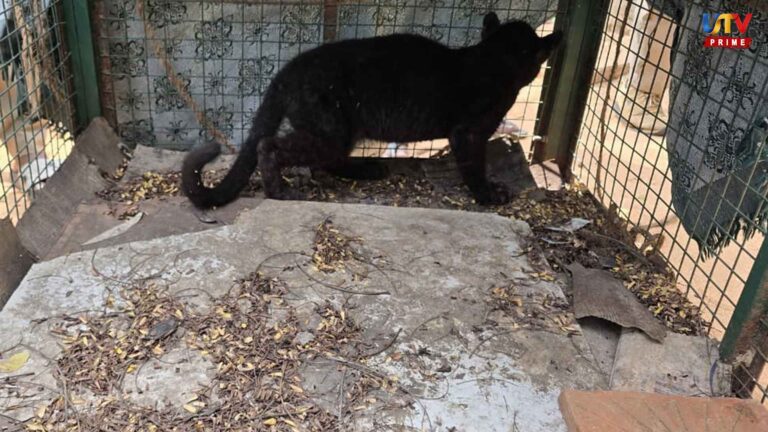 black leopard was seen strolling in Maruthamalai residential area.. Shocking Video