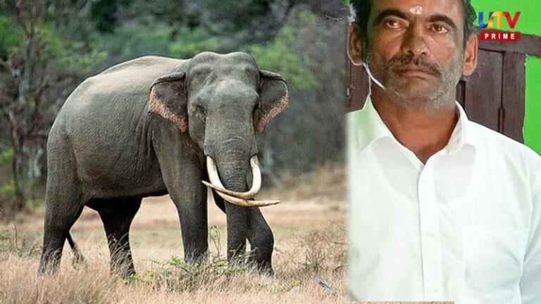 An elephant attacked an old man who had come to drink tea.