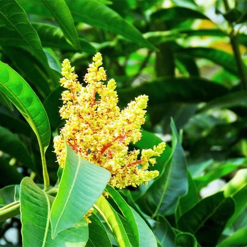 mango flower UTV