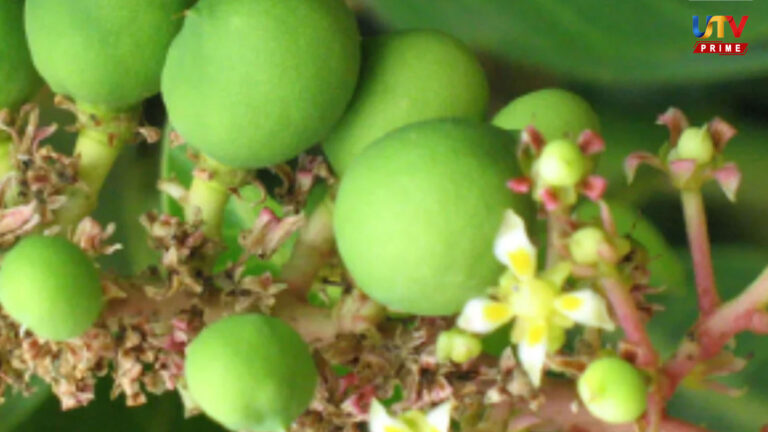 ஒரே கல்லில் டபுள் மாங்காய்.. மாம்பழத்தில் மட்டும் இல்லீங்க மா பூவிலும் நன்மைகள் அடங்கியிருக்கு…! mango flower UTV