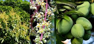 mango flower UTV
