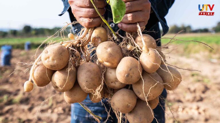 உருளைக்கிழங்கு வில்லங்கமான உணவா?.. பக்கவிளைவுகளையும் தெரிஞ்சுக்கோங்க..! potato UTv