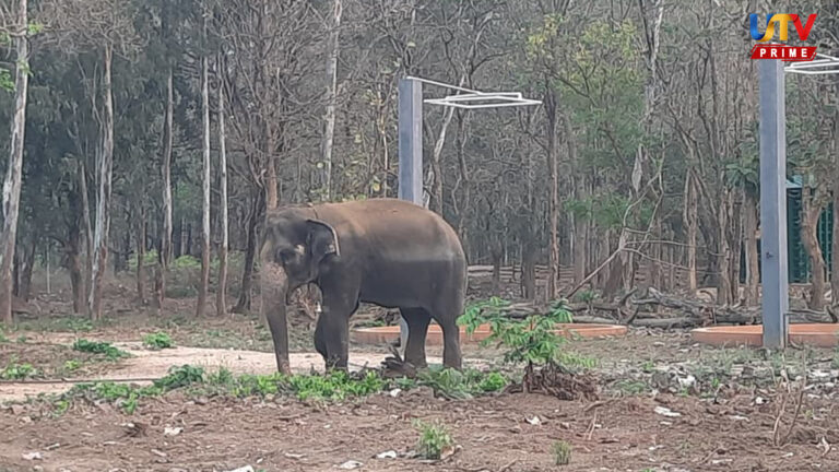 38 ஆண்டுகளுக்குப் பிறகு இடமாற்றம்.. வெற்றிகரமாக முடிந்த ஆபரேஷன் எலிபெண்ட்..! Elephant UTV