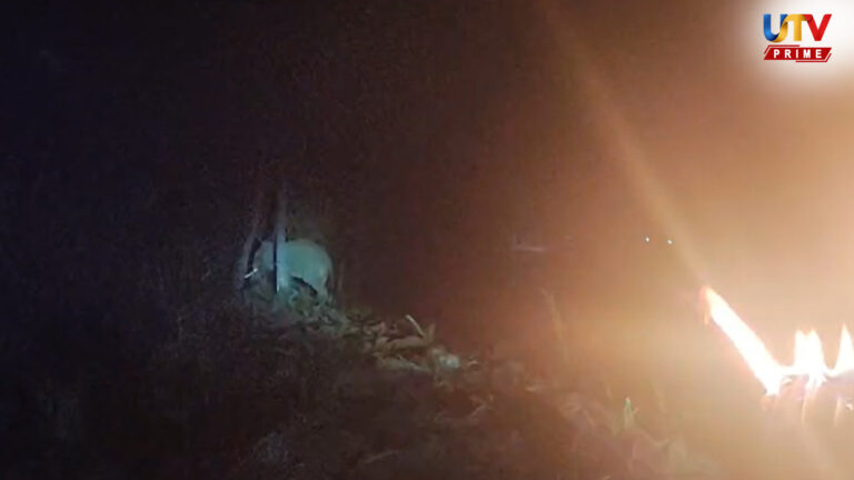 விவசாயத் தோட்டத்திற்குள் புகுந்த ஒற்றை யானை: தீப்பந்தங்களுடன் விரட்டியடித்த விவசாயிகள்..! Poochiyur elephant UTv