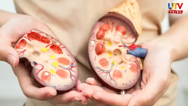 கிட்னியில் நச்சுக்கள் சேர்வதை தடுக்கணுமா?.. இந்த 5 உணவுகளைச் சாப்பிடுங்க..! kidney detox foods utv