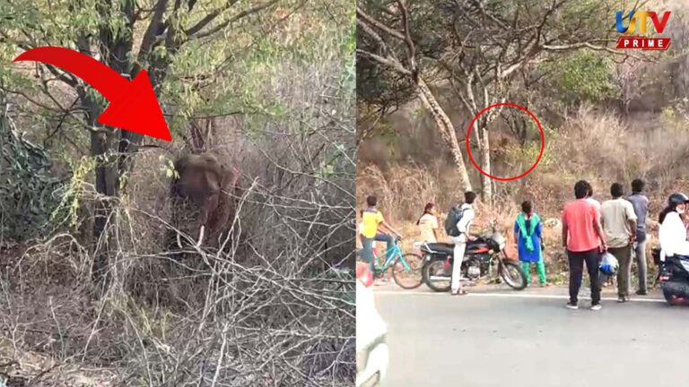 நள்ளிரவில் டாஸ்மாக்.. காலையில் தடாகம் சாலை.. காட்டு யானைகளை அடர்வனத்திற்கு விரட்ட கோரிக்கை..! elephant UTV